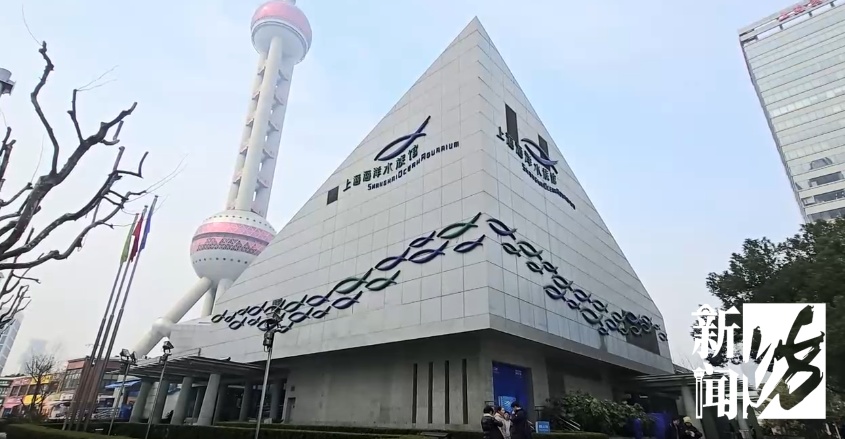 上海的6岁小孩也太牛了吧！最近很多人刷到成年人都自叹不如