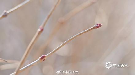 温暖催生机 北京气温回升 花草复苏