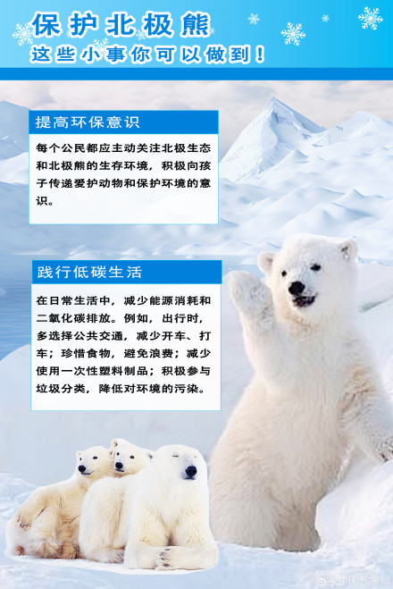 探秘气候因素与北极熊生存关系 探秘气候因素与北极熊生存关系