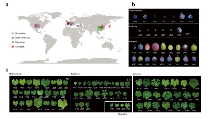 我科学家首次绘制出葡萄属超级泛基因组图谱