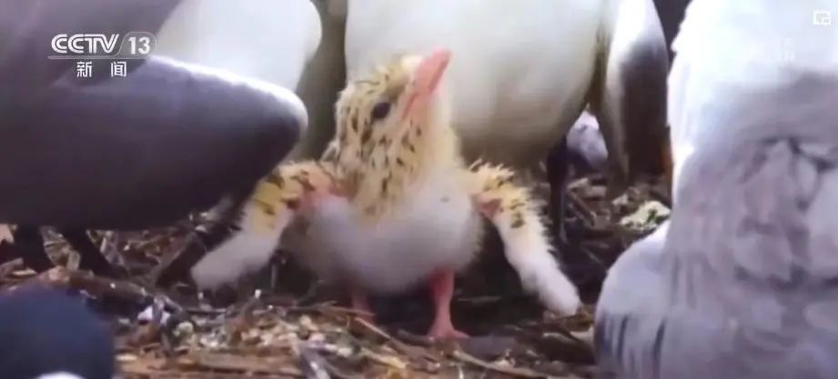 “社恐天菜”？这份日薪300元包食宿的工作火了！