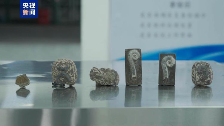 “创意摆件”出口包裹查出6块古生物化石……海关提醒! “创意摆件”出口包裹查出6块古生物化石……海关提醒!