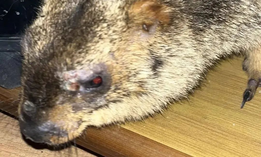 哪吒的这个动作千万别学！亲密接触可能致命！紧急提醒……