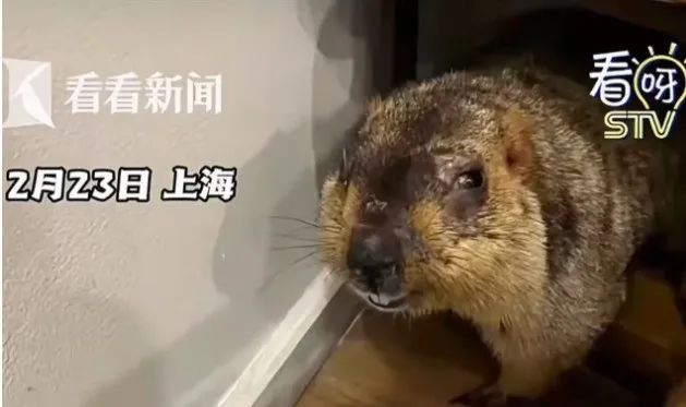 哪吒的这个动作千万别学！亲密接触可能致命！紧急提醒……