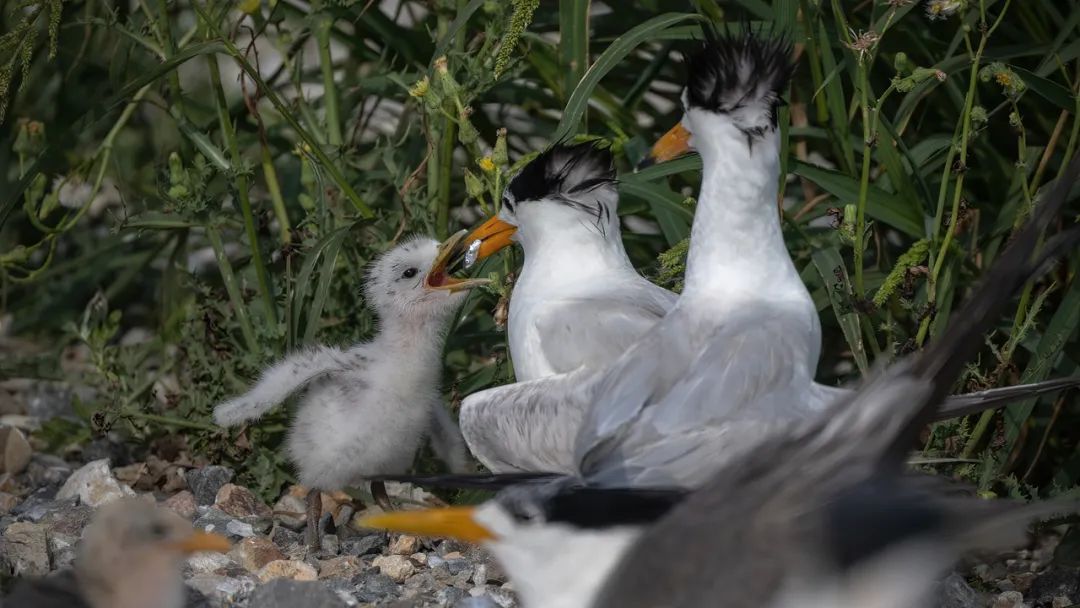 日薪300元,住“海景房”!这是什么“神仙工作”? 日薪300元,住“海景房”!这是什么“神仙工作”?