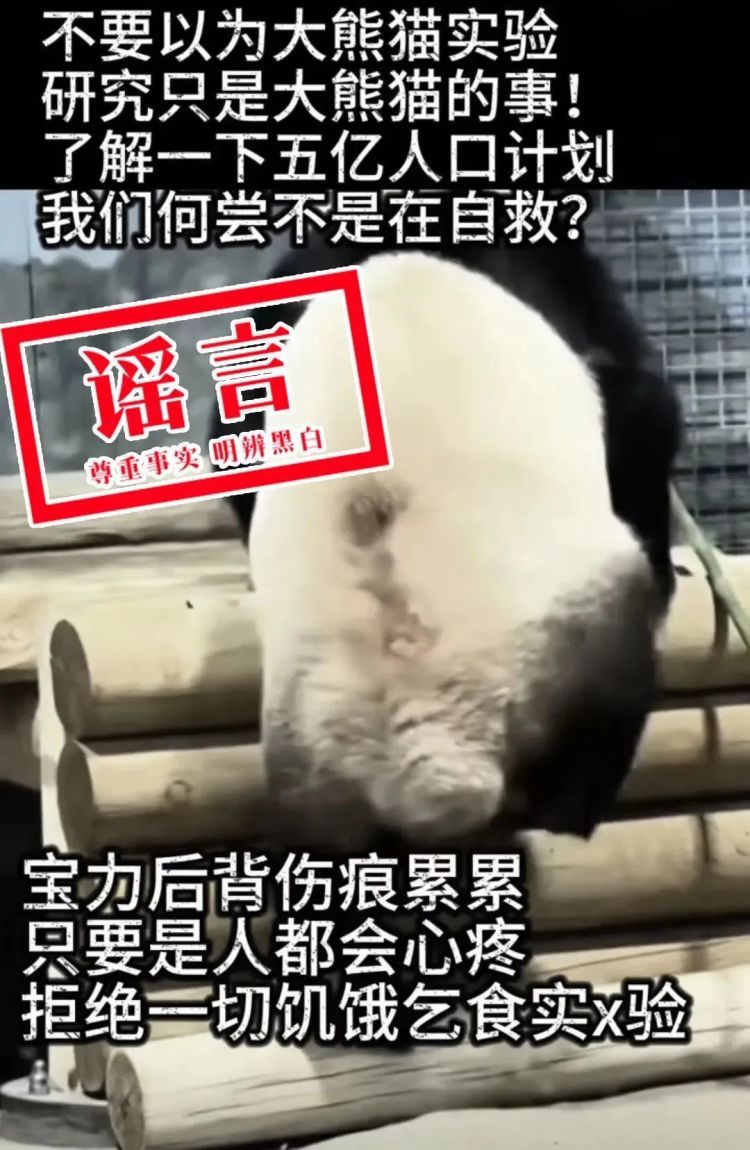 大熊猫“宝力”遭虐待?官方辟谣来了 大熊猫“宝力”遭虐待?官方辟谣来了