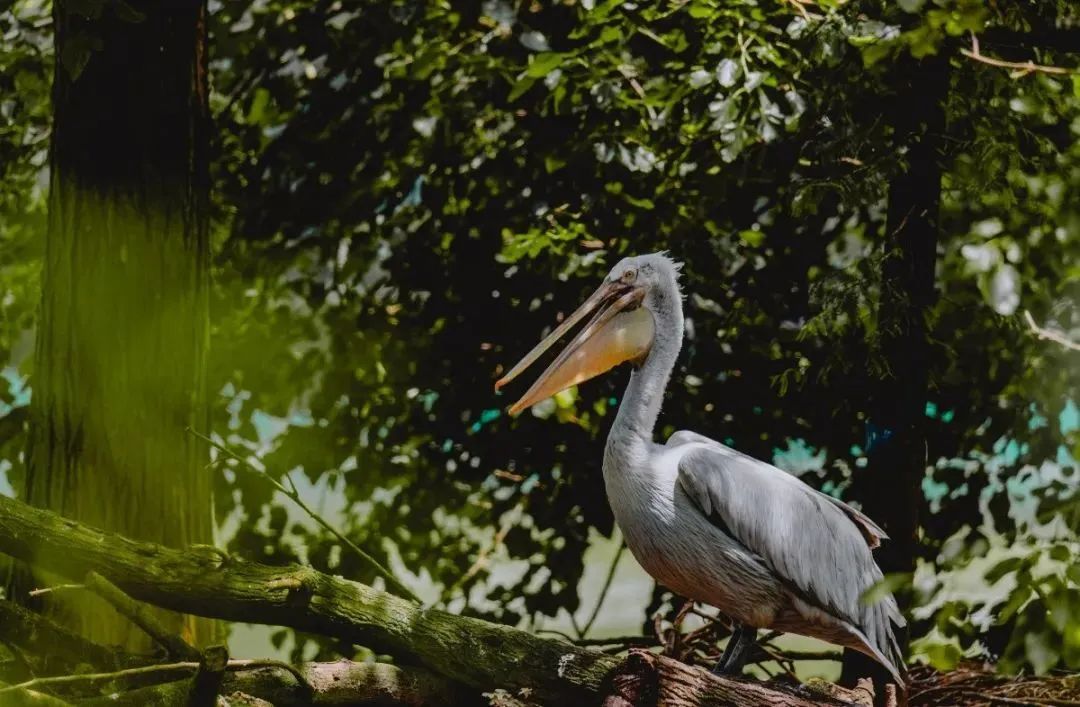 上班索然无味,“同事”十分美味?上海动物园发生这一幕,场面一度失控! 上班索然无味,“同事”十分美味?上海动物园发生这一幕,场面一度失控!