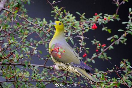 原来国画是写实派！东方美学诚不欺我