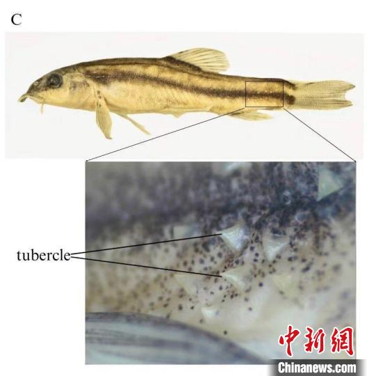 云南发现具有独特三角形结构的鱼类新物种