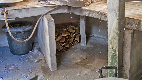 神出鬼没,每年导致40万人截肢,这种动物被联合国列入“危险疾病名单” 神出鬼没,每年导致40万人截肢,这种动物被联合国列入“危险疾病名单”