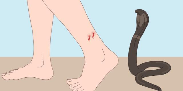 神出鬼没,每年导致40万人截肢,这种动物被联合国列入“危险疾病名单” 神出鬼没,每年导致40万人截肢,这种动物被联合国列入“危险疾病名单”