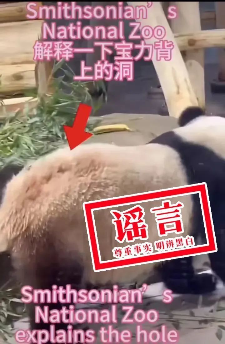 大熊猫“宝力”遭虐待?官方辟谣来了 大熊猫“宝力”遭虐待?官方辟谣来了