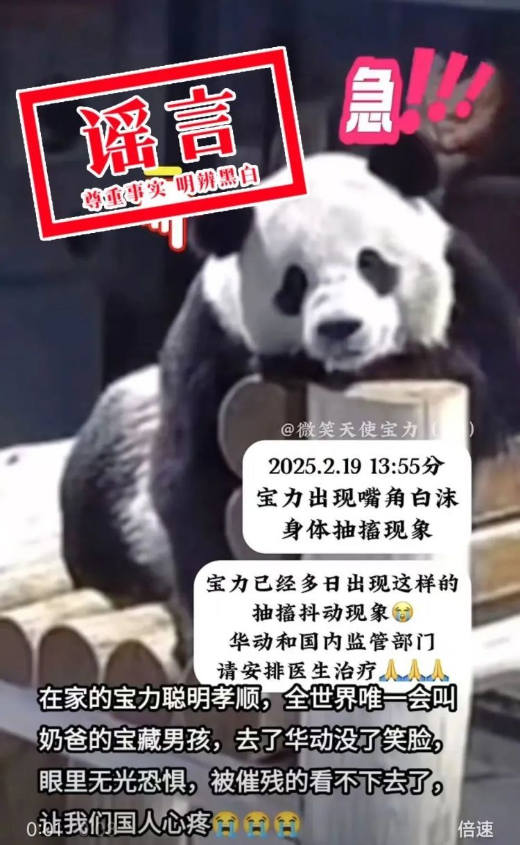 大熊猫“宝力”遭虐待?官方辟谣来了 大熊猫“宝力”遭虐待?官方辟谣来了