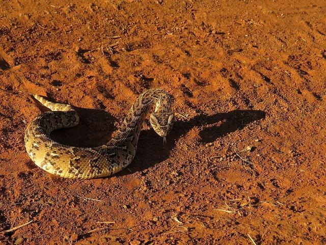 神出鬼没,每年导致40万人截肢,这种动物被联合国列入“危险疾病名单” 神出鬼没,每年导致40万人截肢,这种动物被联合国列入“危险疾病名单”