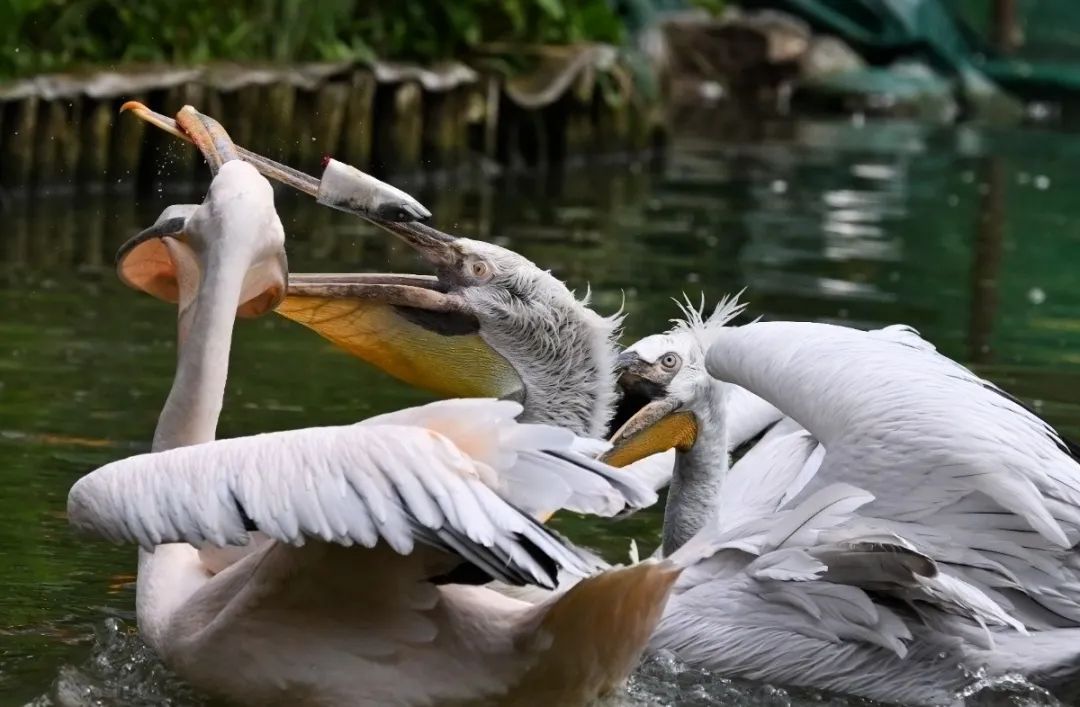 上班索然无味,“同事”十分美味?上海动物园发生这一幕,场面一度失控! 上班索然无味,“同事”十分美味?上海动物园发生这一幕,场面一度失控!