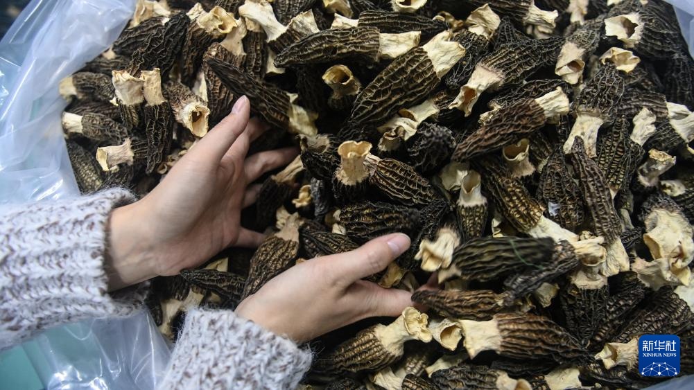 广西三江：菌菇经济激活“一村一品”