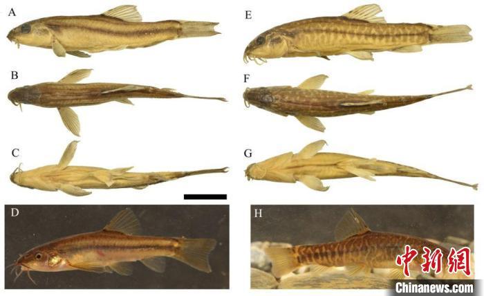 云南发现具有独特三角形结构的鱼类新物种