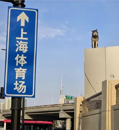 火爆全网的"小狗山"是真的！