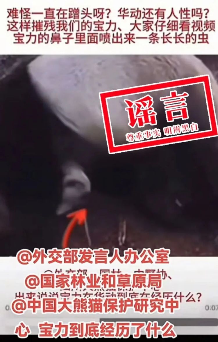 大熊猫“宝力”遭虐待?官方辟谣来了 大熊猫“宝力”遭虐待?官方辟谣来了