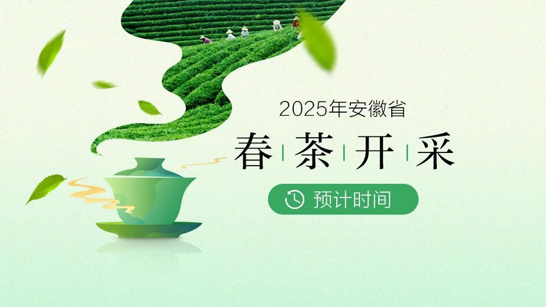 安徽春茶啥时候开采？最全的预计时间来了！