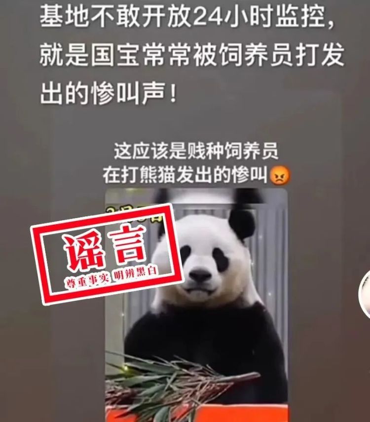 大熊猫“宝力”遭虐待?官方辟谣来了 大熊猫“宝力”遭虐待?官方辟谣来了