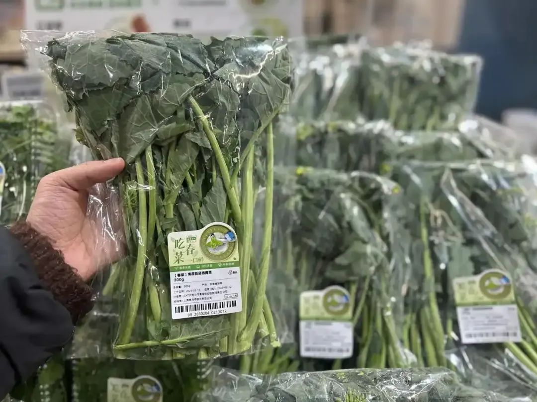 广深热销!板蓝根青菜为何异军突起 广深热销!板蓝根青菜为何异军突起