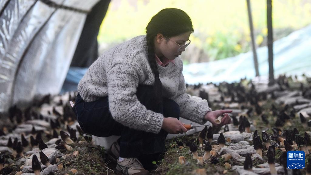 广西三江：菌菇经济激活“一村一品”