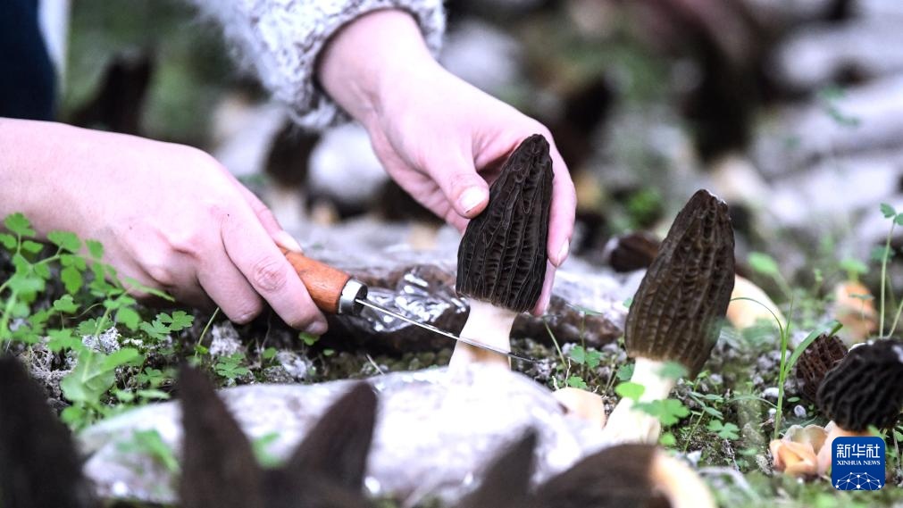 广西三江：菌菇经济激活“一村一品”