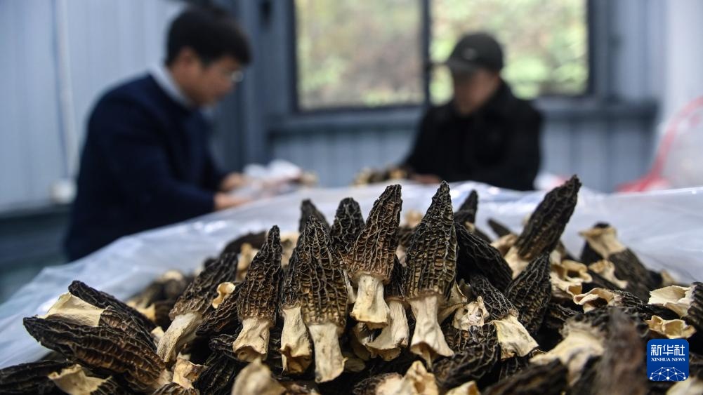 广西三江：菌菇经济激活“一村一品”