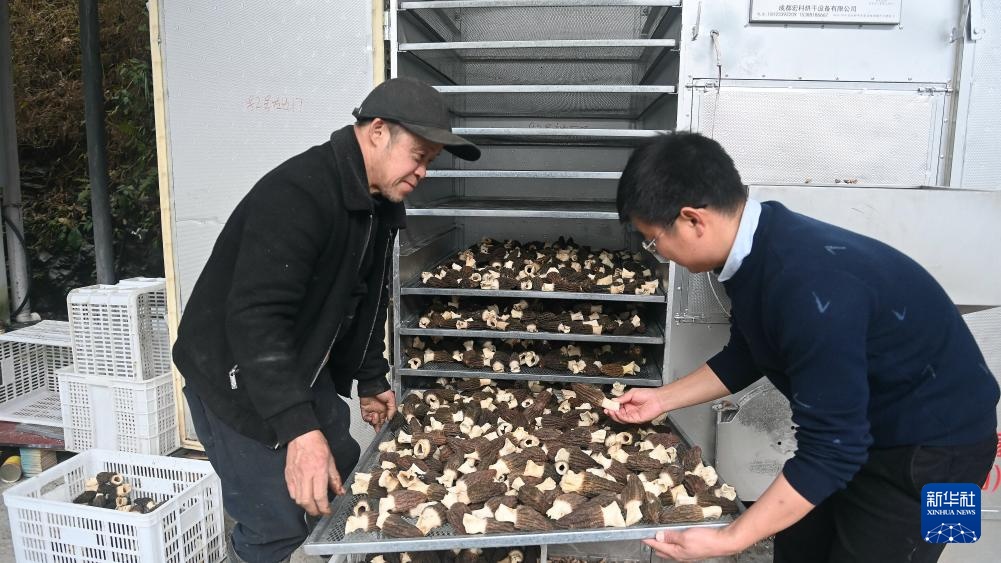 广西三江：菌菇经济激活“一村一品”