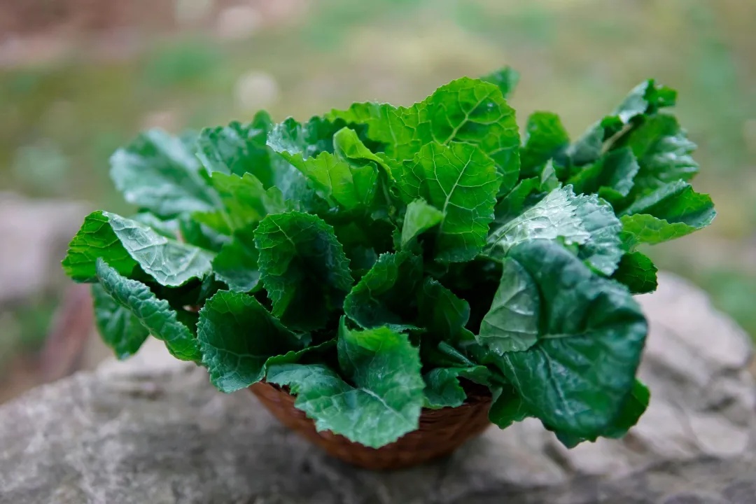 广深热销!板蓝根青菜为何异军突起 广深热销!板蓝根青菜为何异军突起