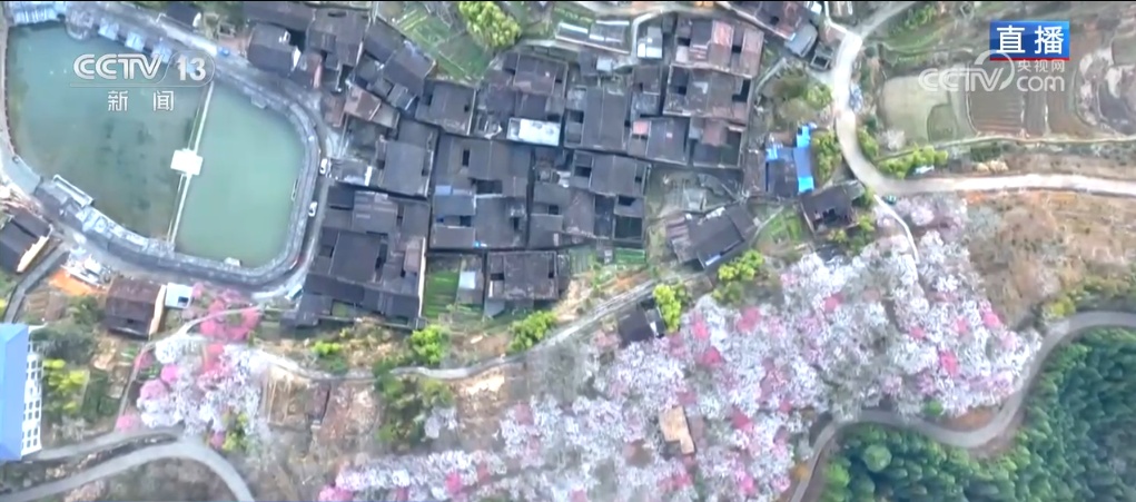 三月春暖 花开烂漫 漫卷春色在神州大地渐次铺展