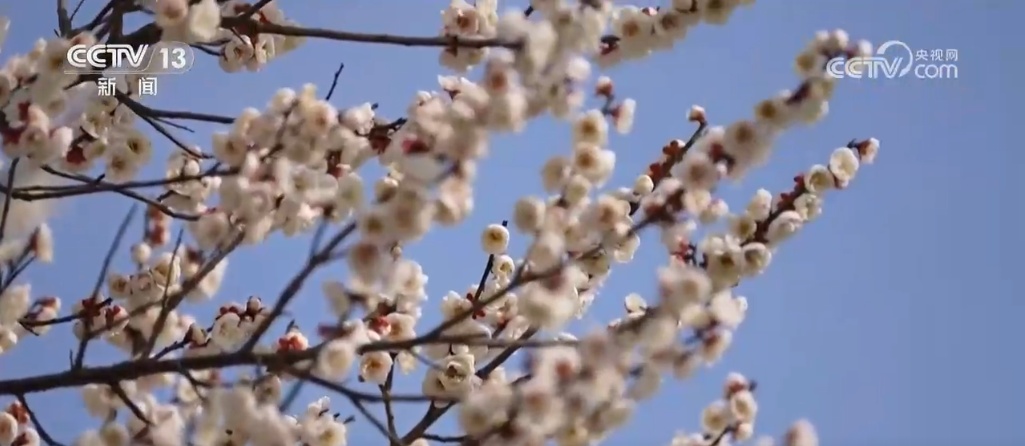 “赏花热”掀起旅游热潮 “春花经济”为城乡消费注入新动能 “赏花热”掀起旅游热潮 “春花经济”为城乡消费注入新动能