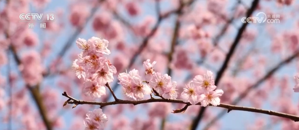 “赏花热”掀起旅游热潮 “春花经济”为城乡消费注入新动能 “赏花热”掀起旅游热潮 “春花经济”为城乡消费注入新动能