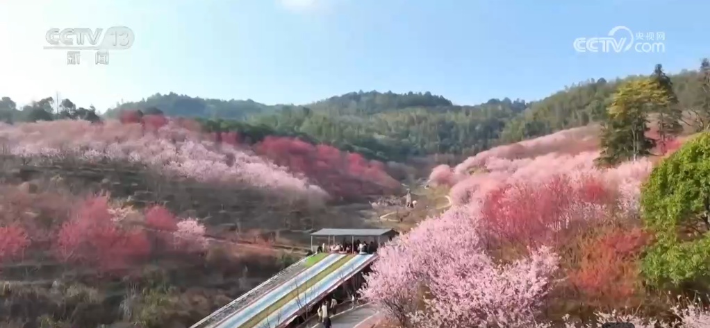 “赏花热”掀起旅游热潮 “春花经济”为城乡消费注入新动能 “赏花热”掀起旅游热潮 “春花经济”为城乡消费注入新动能