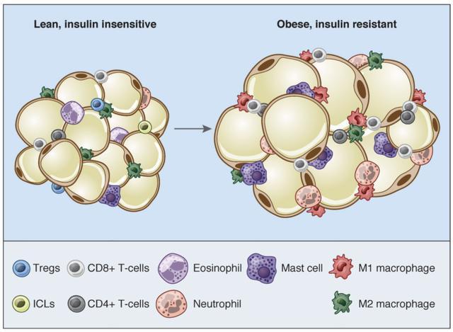 被人嫌弃的脂包肌，其实才是最好的身材！