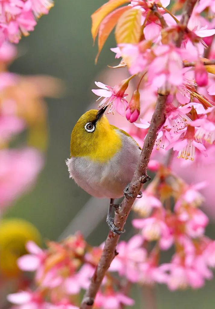 “龙抬头”，今晚将现身天空