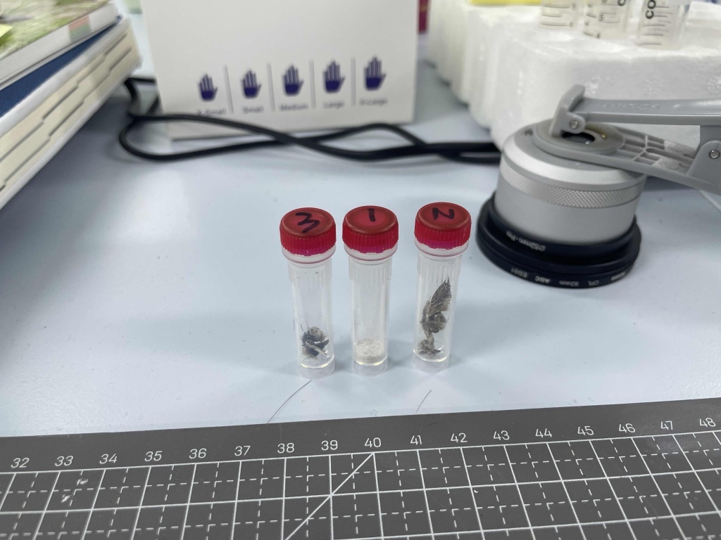 绚丽且致命，箭毒蛙被海关截获之后