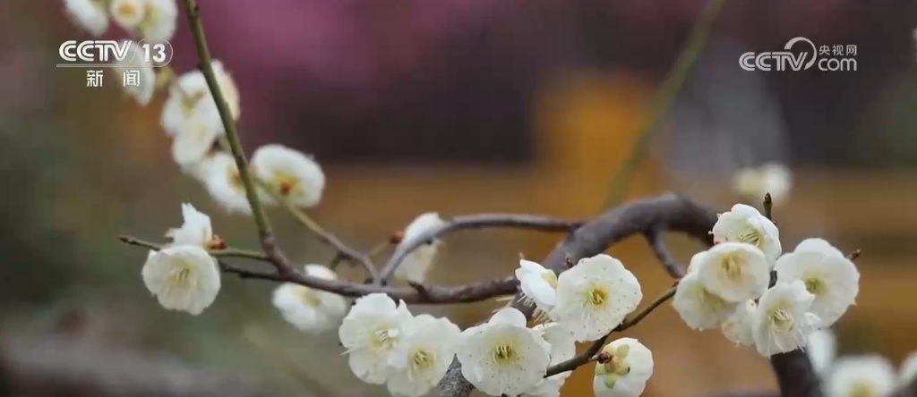 “赏花热”掀起旅游热潮 “春花经济”为城乡消费注入新动能 “赏花热”掀起旅游热潮 “春花经济”为城乡消费注入新动能