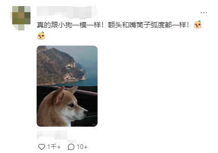 爆火刷屏的“小狗山”大揭秘！附打卡攻略