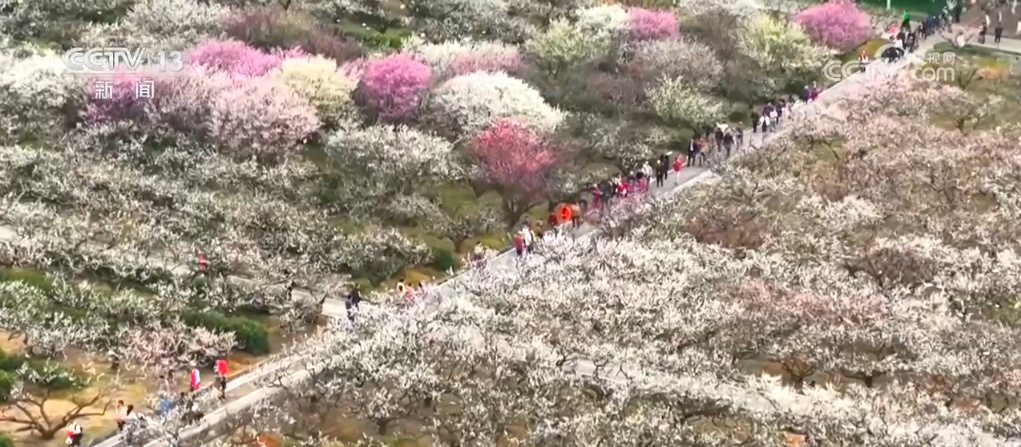 “赏花热”掀起旅游热潮 “春花经济”为城乡消费注入新动能 “赏花热”掀起旅游热潮 “春花经济”为城乡消费注入新动能