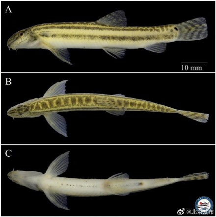 北京发现鱼类新物种，首次以“Beijing”命名