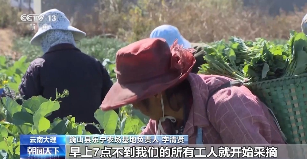 “舌尖上的春天”你尝到了吗？一起看春菜抢“鲜”之旅