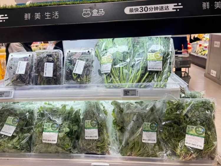 “板蓝根青菜”是药还是菜?春日新顶流上市 “板蓝根青菜”是药还是菜?春日新顶流上市