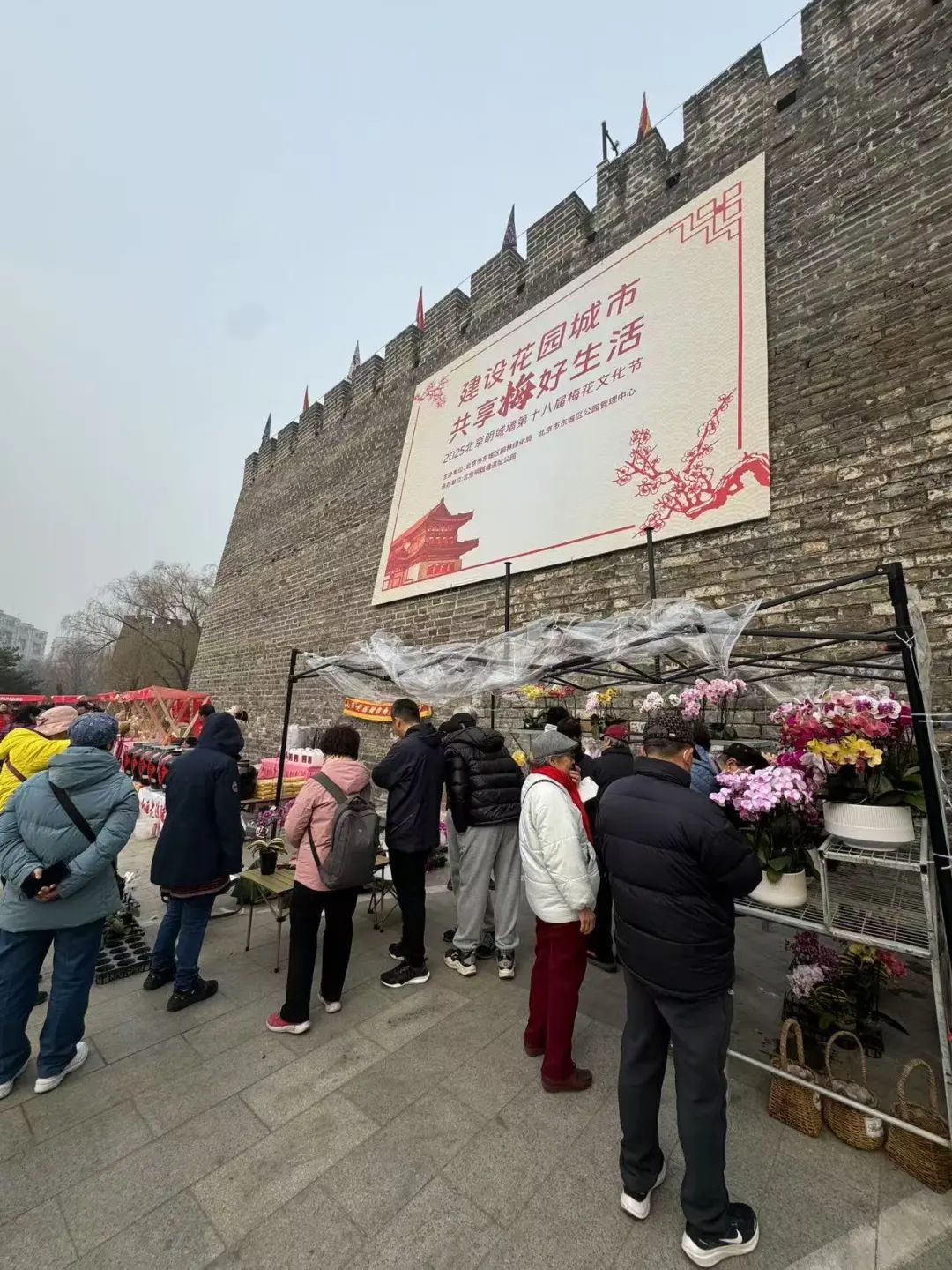 春色“梅”好！京城第一波梅花开了