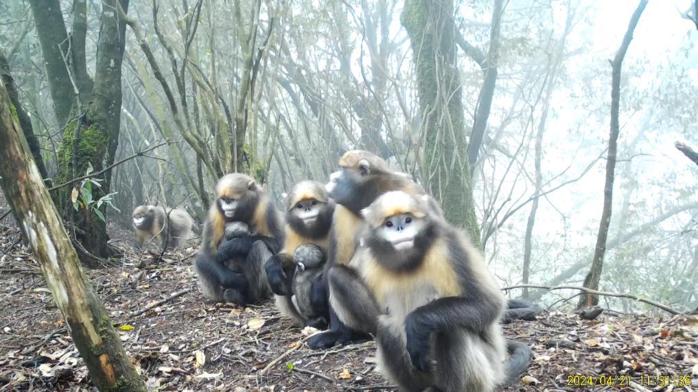 贵州监测记录到近300种陆生野生动物影像