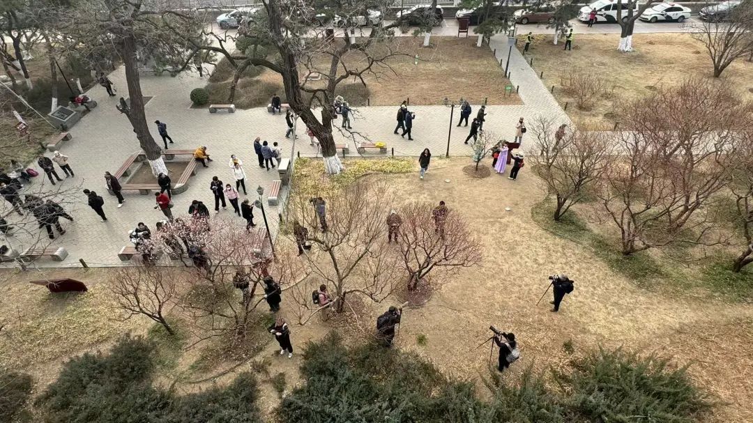 春色“梅”好！京城第一波梅花开了