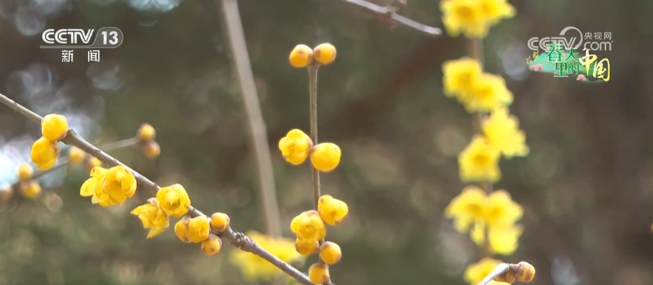 赏一片花海 邂逅春日浪漫 解锁一场春天里的闲适之旅 赏一片花海 邂逅春日浪漫 解锁一场春天里的闲适之旅