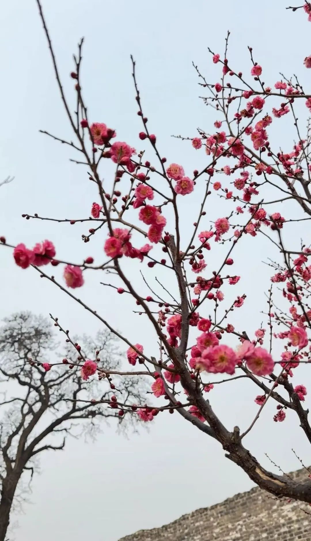 春色“梅”好！京城第一波梅花开了