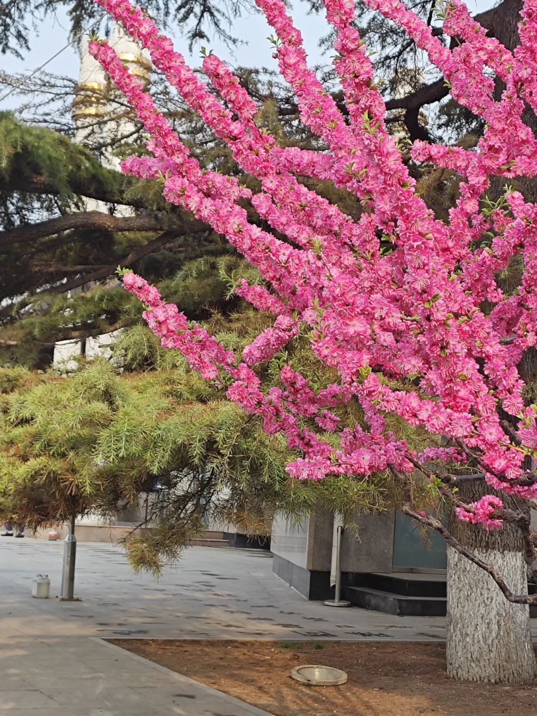 春色“梅”好！京城第一波梅花开了